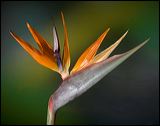 bird_of_paradise