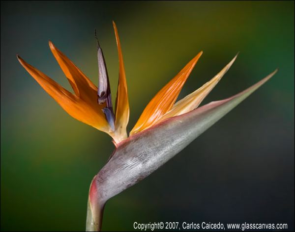 bird_of_paradise.jpg