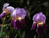 iris_1