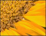 sunflower_1