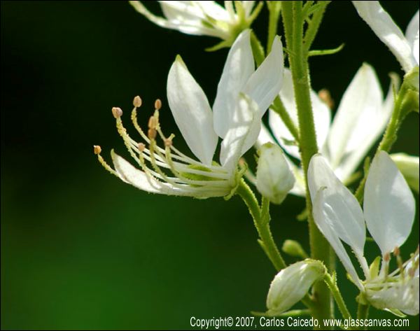 wild_flower_1.jpg