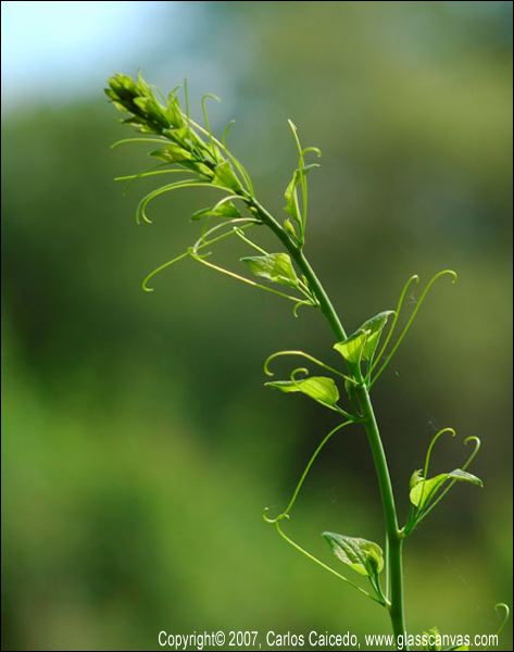 wild_flower_2.jpg